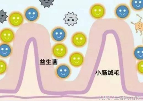 孕期美乐家益生菌的作用与功效,孕期吃益生菌哪个牌子的比较好