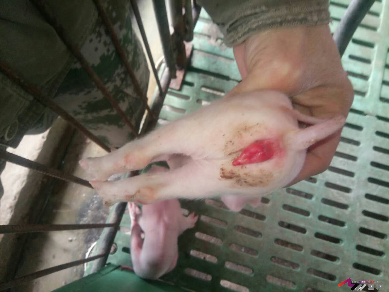 全价饲料四大禁忌,全价料的质量能达标吗