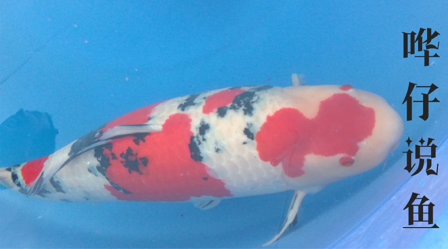 养锦鲤的技巧和方法,养锦鲤的正确方法和步骤