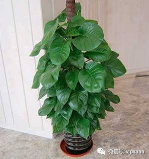 绿萝叶子偏黄的原因及解决方法,绿萝叶子都黄了是什么原因造成的