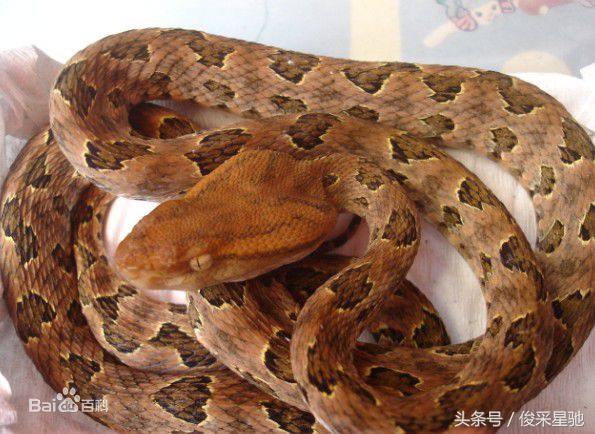 常见的毒蛇排名前十的蛇,中国常见的二十种毒蛇图片