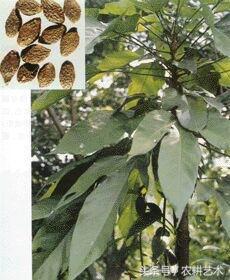 箭叶秋葵中药图谱,农村中草药图谱书籍