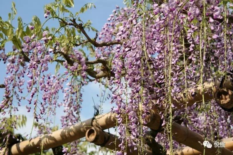 日本紫藤花美景,日本最浪漫的紫藤