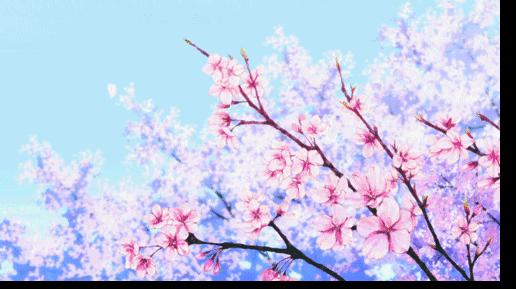 樱花季攻略,樱花季攻略赤丸