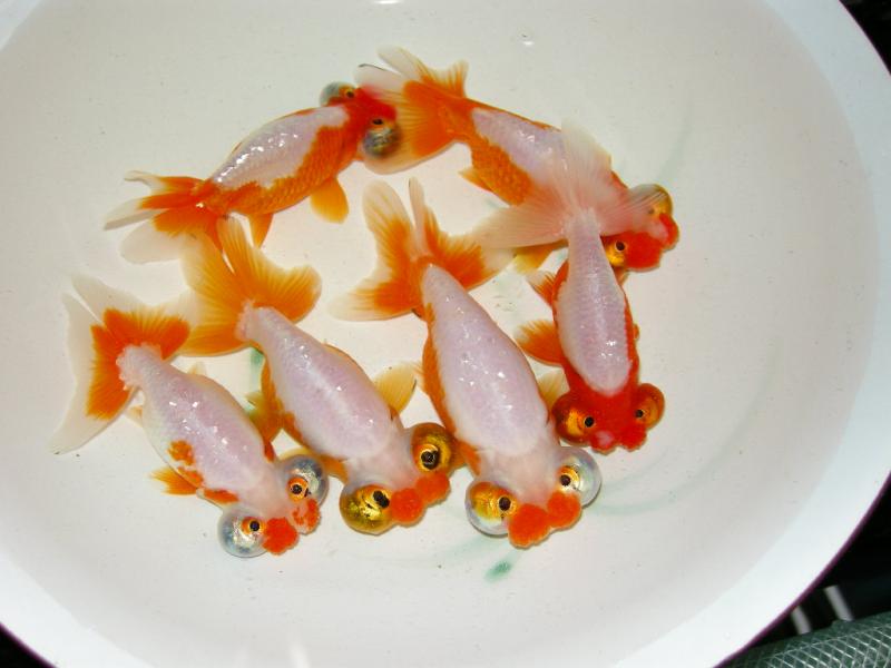 最好养的五种金鱼品种有哪些,金鱼什么品种又大又好看又养不死