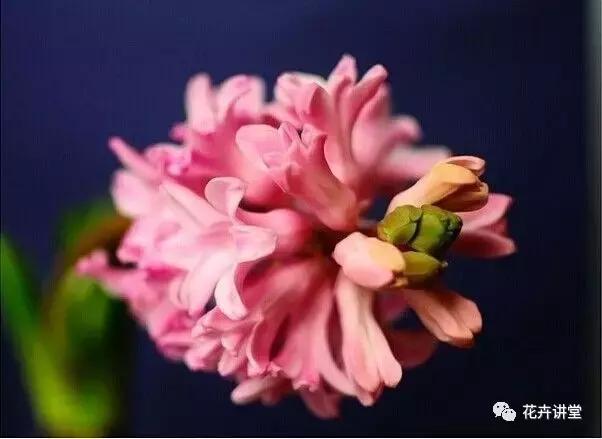 相似的花儿又来了,今天我们来认识它们