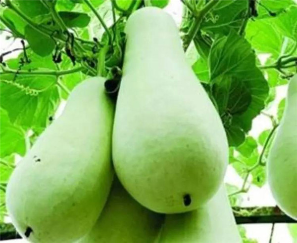 喝了假沸的豆浆会致死吗,未完全煮沸的豆浆会中毒吗