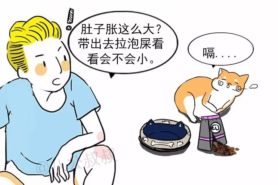 狗狗胀肚子和怀孕怎么区分,狗狗肚子胀胀的鼓鼓的还站不稳喘