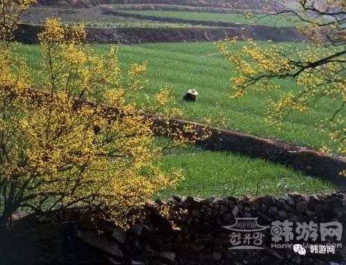 韩国春季赏花的地方,韩国春季赏花胜地