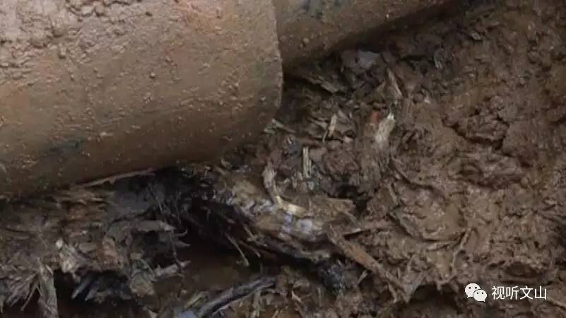 广南居民区停水，原是树根水管“太缠绵”，一使劲水管被挤“哭”了