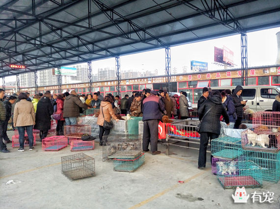 鐙楀競鎺㈣ (鎺㈣鐙楀競)