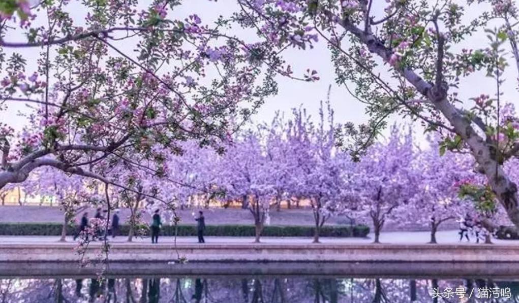 花的海洋让人心情愉悦,花的海洋真实图片大全