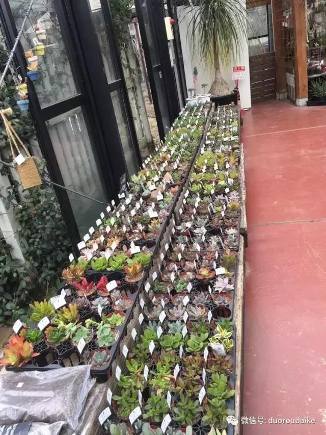 日本最好的多肉大棚,走进日本北海道