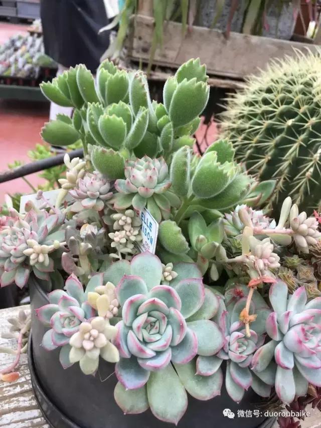 日本最好的多肉大棚,走进日本北海道