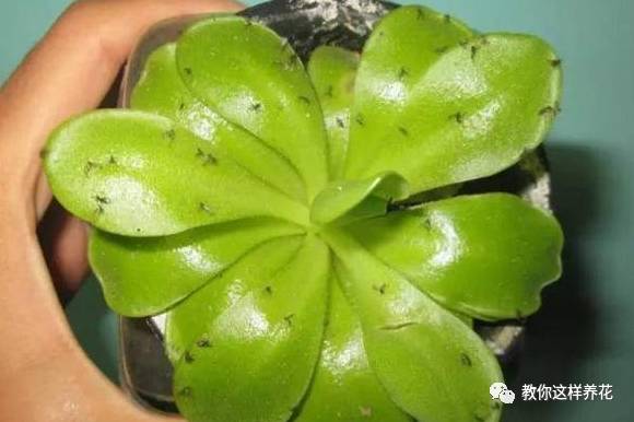 这几种虫子都不知道，怎么能养好花？