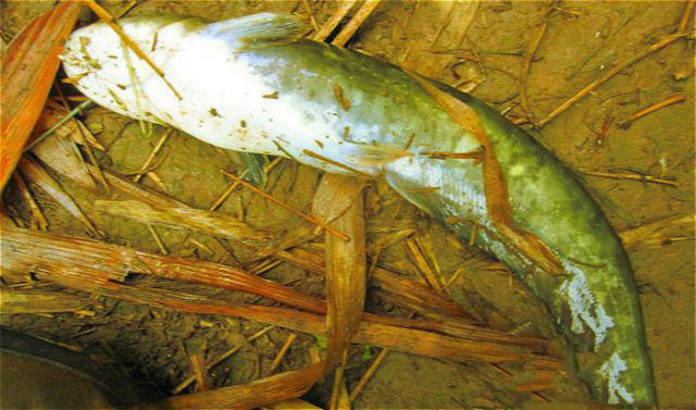 老钓鱼人经验,野钓鲶鱼技巧和方法