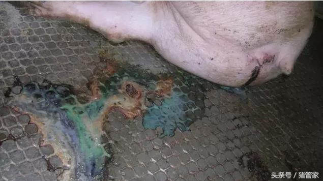 母猪产后排尿困难同时便秘,母猪产后尿困难有何偏方