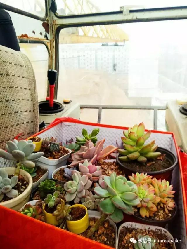 爱上多肉爱上生活,爱上多肉深似海