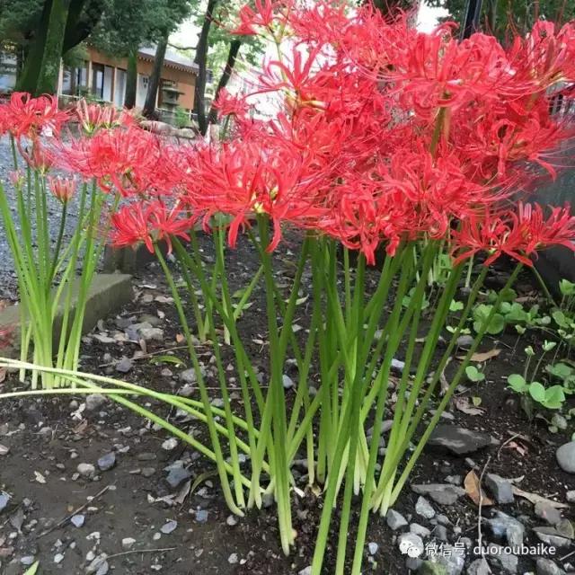 日本最好的多肉大棚,走进日本北海道