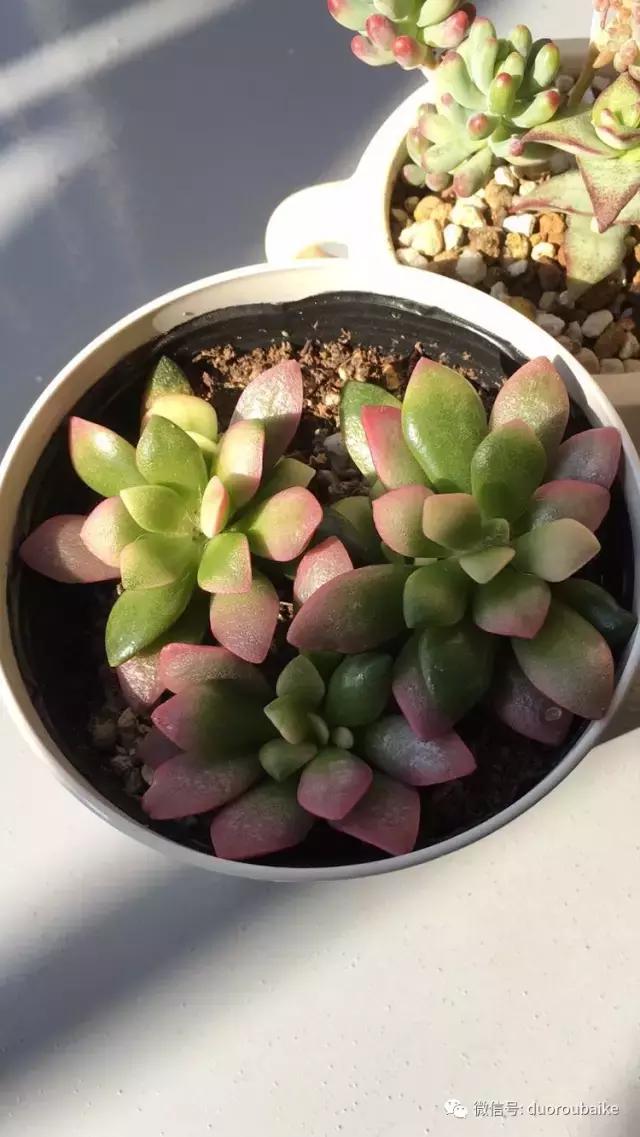 日本最好的多肉大棚,走进日本北海道