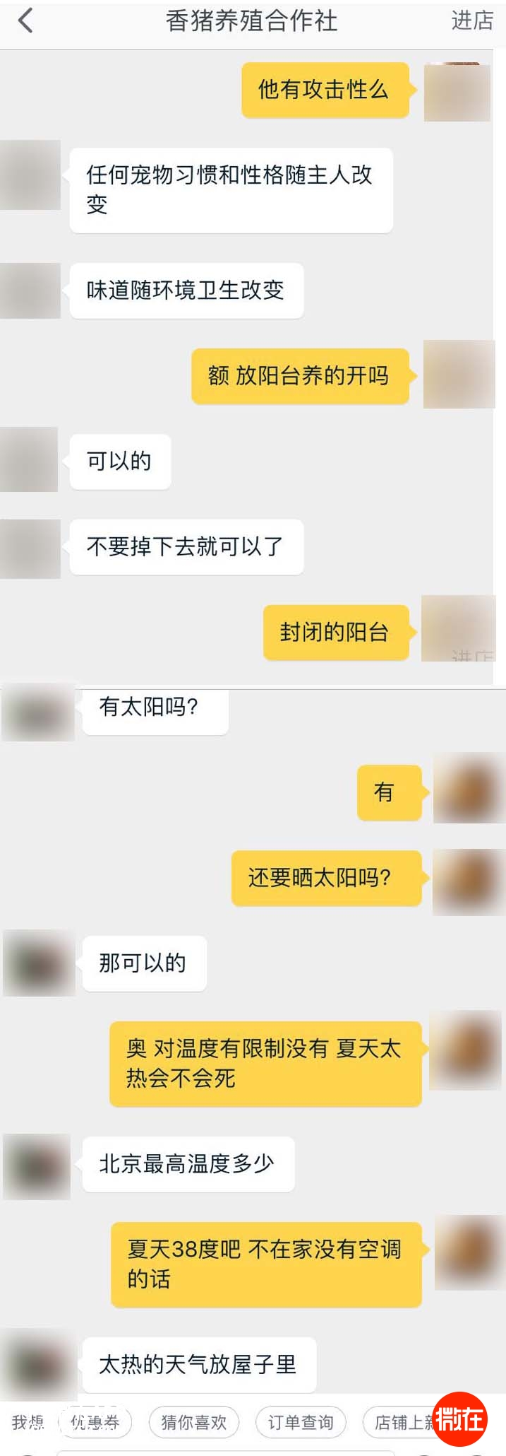 可以当宠物养的猪,猪当宠物养