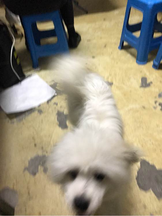 养了假的萨摩耶,怎么挑选萨摩耶不会被骗