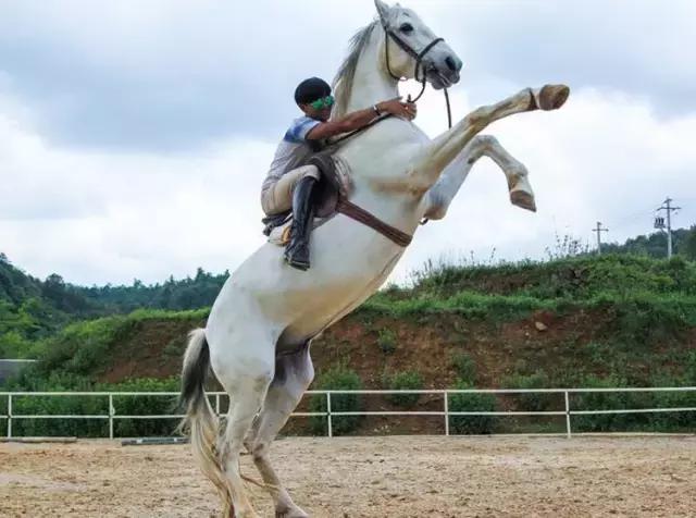 昆明二龙湖御龙马术俱乐部,贵阳市马术俱乐部