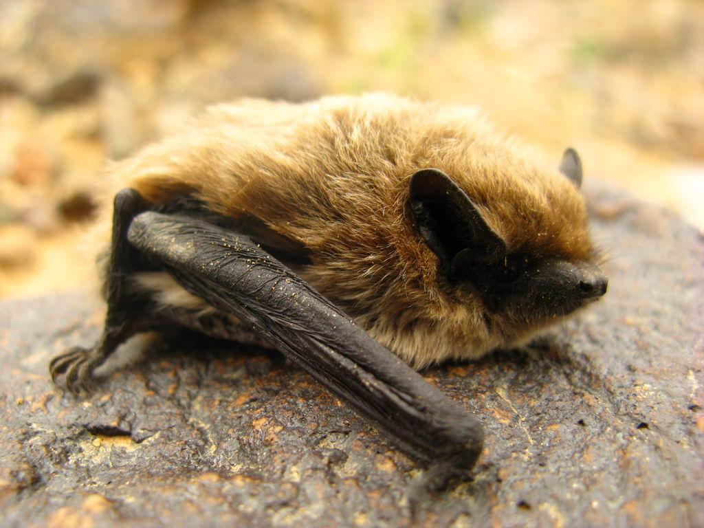 小牛喂鲸鱼奶,一天增重近两百斤!这些冷姿势,简直亮瞎眼