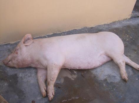 仔猪副伤寒有哪些临床症状,仔猪副伤寒的治疗的首选药