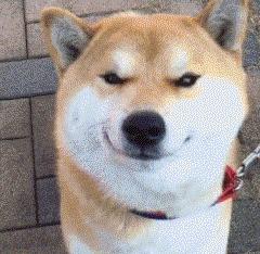 带着秋田犬自驾游,带秋田犬自驾