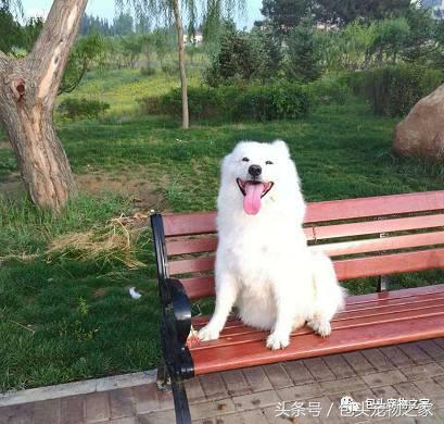 包头市认领狗狗,包头狗狗救助