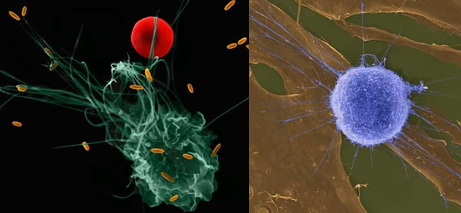 科莫多龙pk,真正的科莫多龙