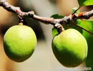 岭南名医咳嗽验方,虚劳咳嗽药膳方剂