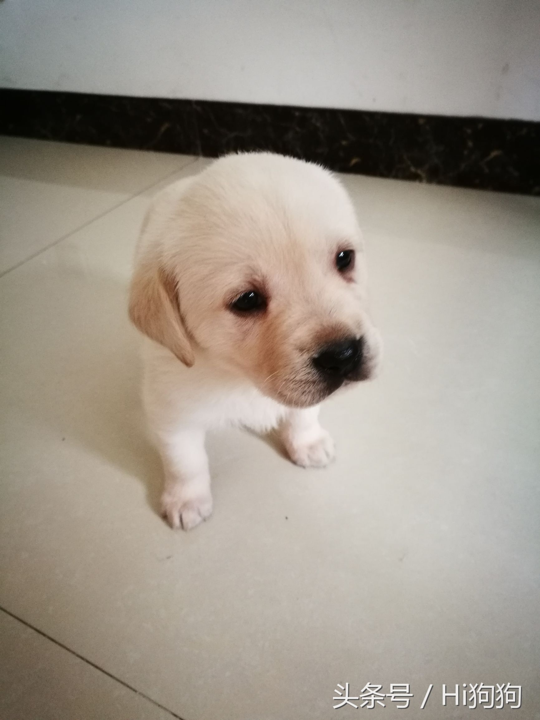 拉布拉多领养现场选出新主人,大骨架拉布拉多幼崽领养