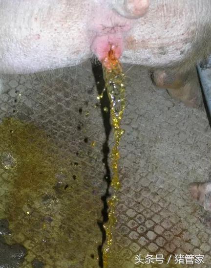 母猪排尿困难怎么回事,产后母猪尿少尿困难怎么治疗