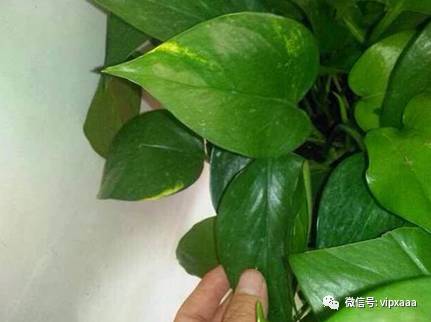 绿萝叶子偏黄的原因及解决方法,绿萝叶子都黄了是什么原因造成的