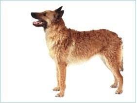 养这些牧羊犬，主子们可得好好调教，不然分分钟给甩脸色！