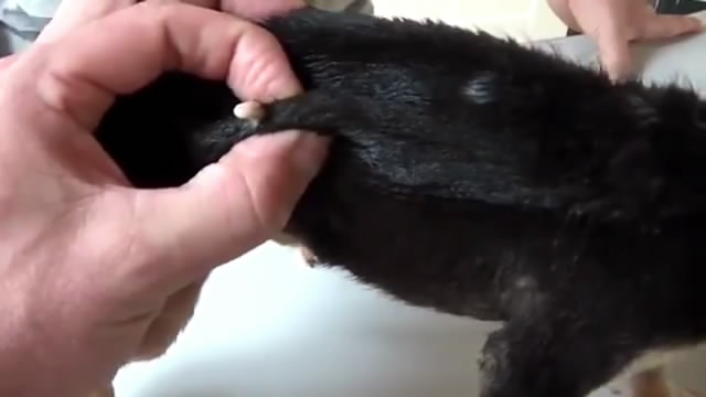 春天带狗狗春游,春天带宠物去草坪玩