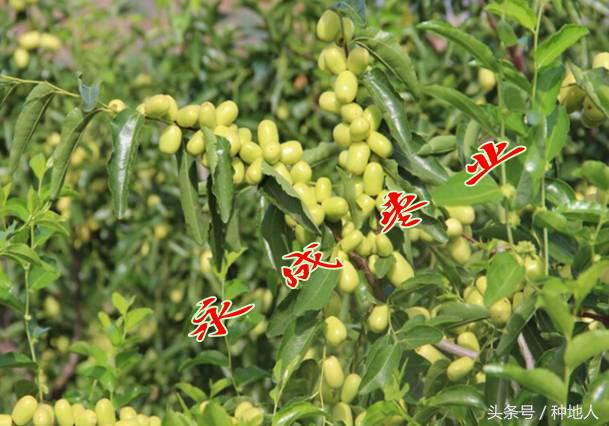 最甜枣树品种子弹头枣,什么枣树品种好吃又甜又大