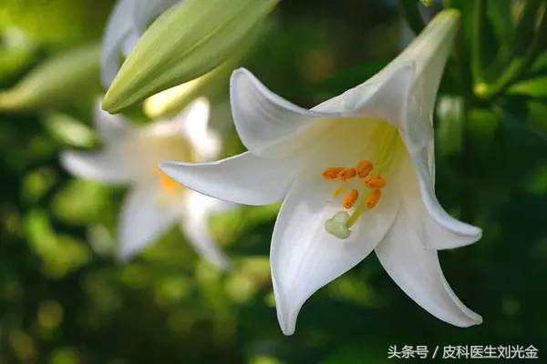 读故事，学中药——能治痨伤咳血的“大蒜头”——百合