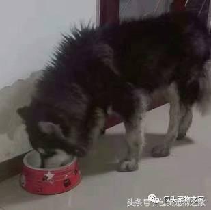 包头市认领狗狗,包头狗狗救助