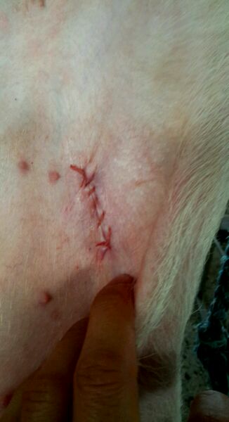 仔猪疝气怎样辨别,割仔猪疝气的正确方法