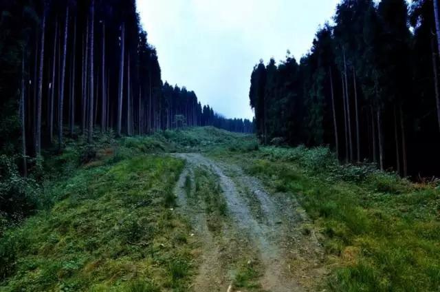 成都周边踏青二日游自驾游,春节成都看花好玩的地方推荐