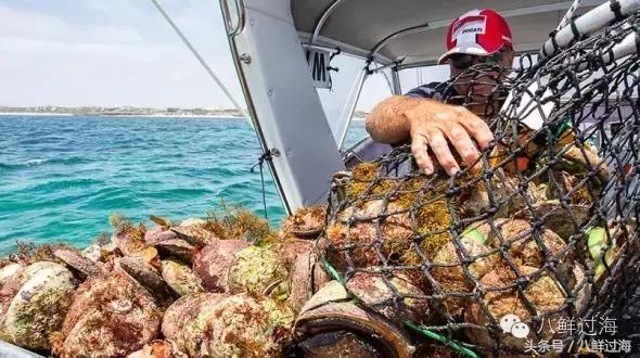 去澳大利亚你能吃到什么特色海鲜？值得收藏的吃货指南