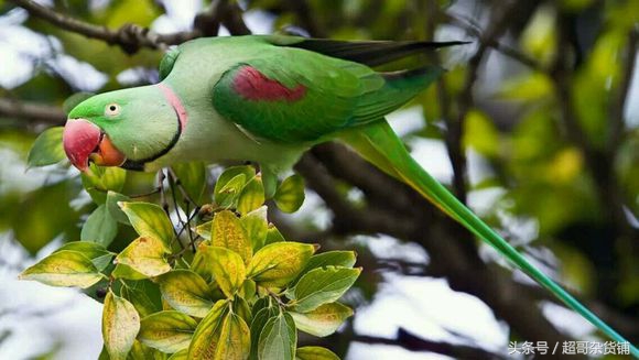 亚历山大鹦鹉都会说话吧,亚历山大鹦鹉怎么分品种