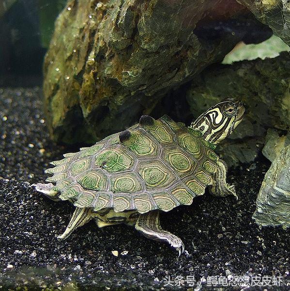 各种宠物龟饲养方法大全,宠物龟超容易养活饲养指南多图