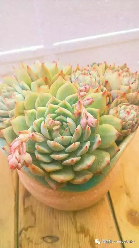 爱上多肉爱上生活,爱上多肉深似海