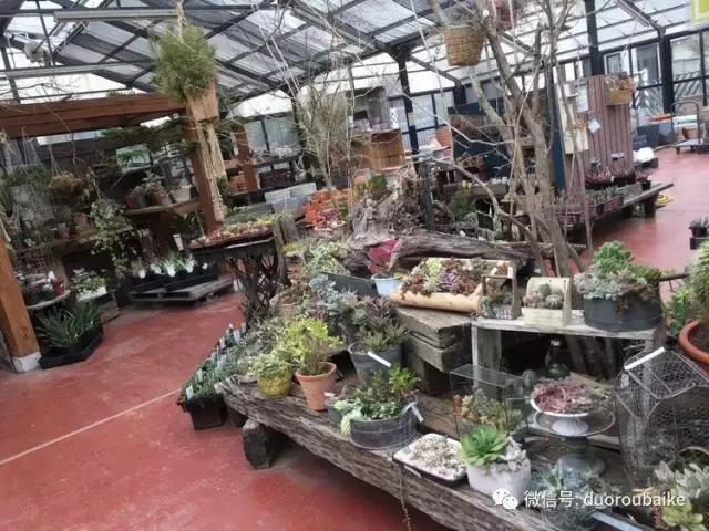 日本最好的多肉大棚,走进日本北海道