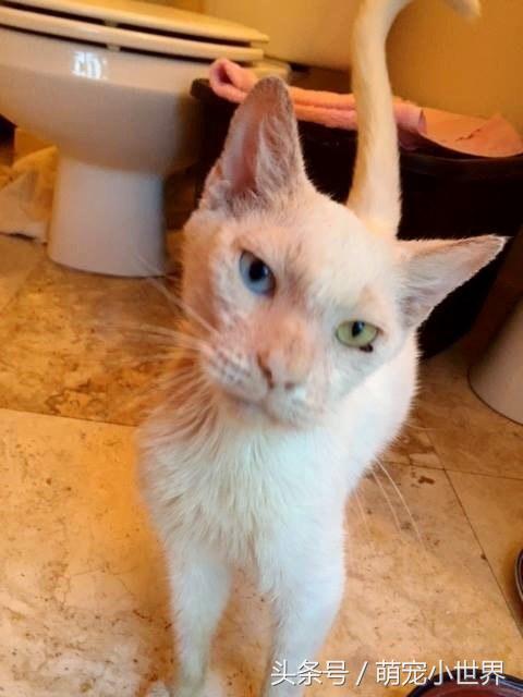 猫咪耳朵眼睛都结痂后看不见,治疗完一开眼才发现它是无价之宝