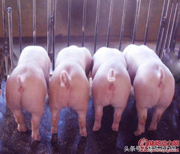 发情不排卵打什么针,发情不明显怎么治疗